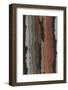 Bark Texture in Various Colors, Abstract Pattern-Found Image Holdings Inc-Framed Photographic Print