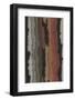 Bark Texture in Various Colors, Abstract Pattern-Found Image Holdings Inc-Framed Photographic Print