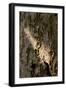 Bark-K.B. White-Framed Photographic Print