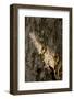 Bark-K.B. White-Framed Photographic Print