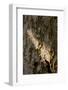 Bark-K.B. White-Framed Photographic Print