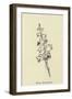 Barkia Howlaloudia-Edward Lear-Framed Giclee Print