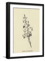 Barkia Howlaloudia-Edward Lear-Framed Giclee Print