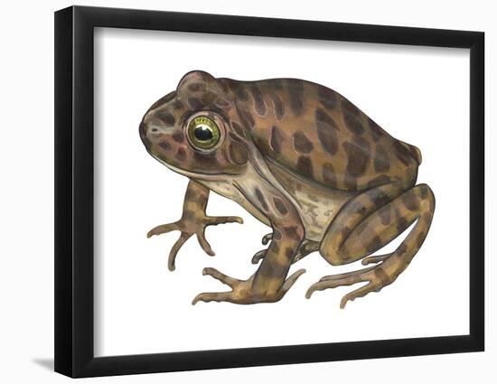 Barking Frog (Eleutherodactylus Latrans), Amphibians-Encyclopaedia Britannica-Framed Poster