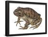 Barking Frog (Eleutherodactylus Latrans), Amphibians-Encyclopaedia Britannica-Framed Poster