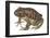 Barking Frog (Eleutherodactylus Latrans), Amphibians-Encyclopaedia Britannica-Framed Poster