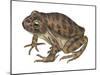 Barking Frog (Eleutherodactylus Latrans), Amphibians-Encyclopaedia Britannica-Mounted Poster