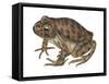 Barking Frog (Eleutherodactylus Latrans), Amphibians-Encyclopaedia Britannica-Framed Stretched Canvas