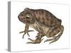 Barking Frog (Eleutherodactylus Latrans), Amphibians-Encyclopaedia Britannica-Stretched Canvas