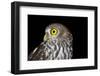 Barking Owl - Australian Wildlife-Imagevixen-Framed Photographic Print