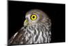 Barking Owl - Australian Wildlife-Imagevixen-Mounted Photographic Print