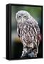 Barking Owl-FiledIMAGE-Framed Stretched Canvas