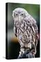 Barking Owl-FiledIMAGE-Stretched Canvas