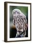 Barking Owl-FiledIMAGE-Framed Photographic Print