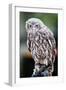 Barking Owl-FiledIMAGE-Framed Photographic Print