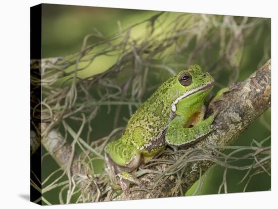 Barking tree frog on branch, Hyla gratiosa, Florida-Maresa Pryor-Stretched Canvas