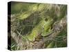 Barking tree frog on branch, Hyla gratiosa, Florida-Maresa Pryor-Stretched Canvas