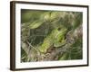 Barking tree frog on branch, Hyla gratiosa, Florida-Maresa Pryor-Framed Photographic Print