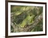 Barking tree frog on branch, Hyla gratiosa, Florida-Maresa Pryor-Framed Photographic Print