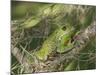 Barking tree frog on branch, Hyla gratiosa, Florida-Maresa Pryor-Mounted Photographic Print