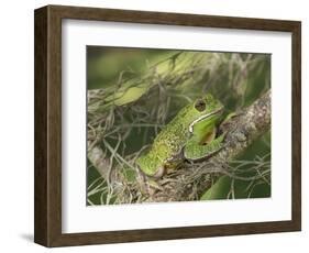 Barking tree frog on branch, Hyla gratiosa, Florida-Maresa Pryor-Framed Photographic Print