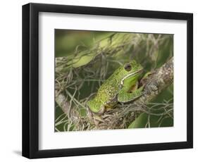 Barking tree frog on branch, Hyla gratiosa, Florida-Maresa Pryor-Framed Photographic Print