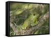 Barking tree frog on branch, Hyla gratiosa, Florida-Maresa Pryor-Framed Stretched Canvas