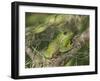 Barking tree frog on branch, Hyla gratiosa, Florida-Maresa Pryor-Framed Photographic Print