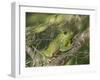 Barking tree frog on branch, Hyla gratiosa, Florida-Maresa Pryor-Framed Photographic Print