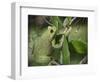 Barking tree frog on branch, Hyla gratiosa, Florida-Maresa Pryor-Framed Photographic Print