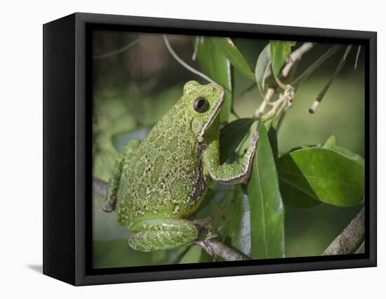 Barking tree frog on branch, Hyla gratiosa, Florida-Maresa Pryor-Framed Stretched Canvas