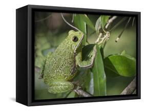 Barking tree frog on branch, Hyla gratiosa, Florida-Maresa Pryor-Framed Stretched Canvas