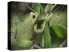 Barking tree frog on branch, Hyla gratiosa, Florida-Maresa Pryor-Stretched Canvas