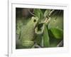 Barking tree frog on branch, Hyla gratiosa, Florida-Maresa Pryor-Framed Photographic Print