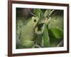 Barking tree frog on branch, Hyla gratiosa, Florida-Maresa Pryor-Framed Photographic Print