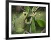 Barking tree frog on branch, Hyla gratiosa, Florida-Maresa Pryor-Framed Photographic Print