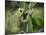 Barking tree frog on branch, Hyla gratiosa, Florida-Maresa Pryor-Mounted Photographic Print