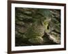 Barking tree frog on live oak tree, Hyla gratiosa, Florida-Maresa Pryor-Framed Photographic Print