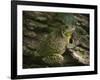 Barking tree frog on live oak tree, Hyla gratiosa, Florida-Maresa Pryor-Framed Photographic Print