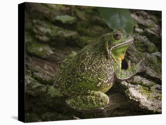 Barking tree frog on live oak tree, Hyla gratiosa, Florida-Maresa Pryor-Stretched Canvas