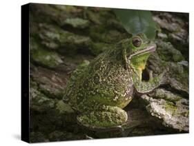 Barking tree frog on live oak tree, Hyla gratiosa, Florida-Maresa Pryor-Stretched Canvas