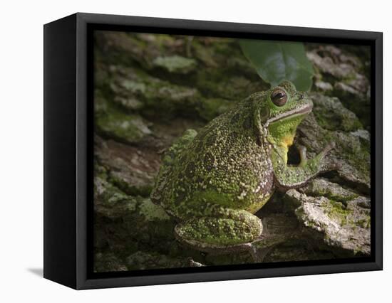 Barking tree frog on live oak tree, Hyla gratiosa, Florida-Maresa Pryor-Framed Stretched Canvas