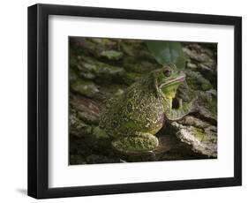 Barking tree frog on live oak tree, Hyla gratiosa, Florida-Maresa Pryor-Framed Photographic Print