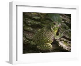 Barking tree frog on live oak tree, Hyla gratiosa, Florida-Maresa Pryor-Framed Photographic Print