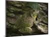 Barking tree frog on live oak tree, Hyla gratiosa, Florida-Maresa Pryor-Mounted Photographic Print