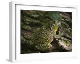 Barking tree frog on live oak tree, Hyla gratiosa, Florida-Maresa Pryor-Framed Photographic Print