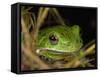 Barking Treefrog on Limb with Resurrection Fern and Spanish Moss, Florida, USA-Maresa Pryor-Framed Stretched Canvas