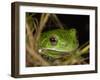 Barking Treefrog on Limb with Resurrection Fern and Spanish Moss, Florida, USA-Maresa Pryor-Framed Photographic Print