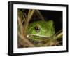 Barking Treefrog on Limb with Resurrection Fern and Spanish Moss, Florida, USA-Maresa Pryor-Framed Photographic Print