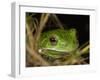 Barking Treefrog on Limb with Resurrection Fern and Spanish Moss, Florida, USA-Maresa Pryor-Framed Photographic Print
